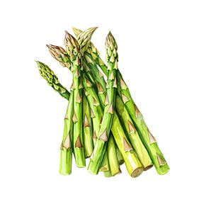 Asparagus Sticker Decorative Stickers HOUSE OF SWANK