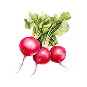 Radish Sticker Decorative Stickers HOUSE OF SWANK