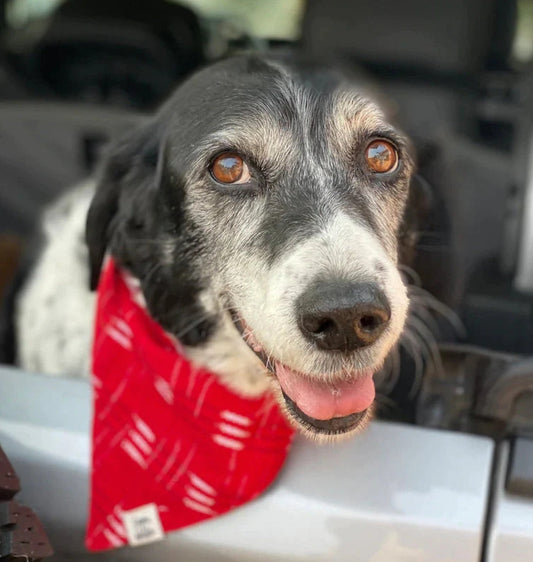 Dogs are our favorit