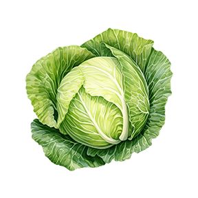 Cabbage Sticker Decorative Stickers HOUSE OF SWANK