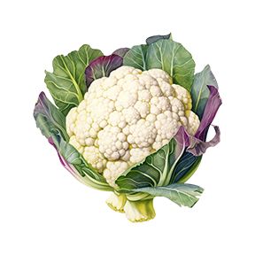 Cauliflower Sticker Decorative Stickers HOUSE OF SWANK
