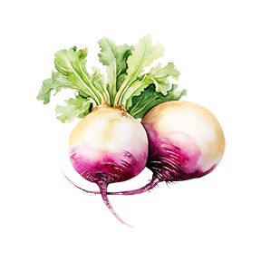Turnip Sticker Decorative Stickers HOUSE OF SWANK
